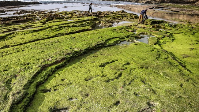 Temuan Jejak Kaki di Maroko: Fakta atau Mitos Kenaikan Laut?